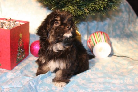havanese-puppies